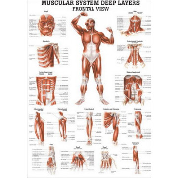 Frontal Muscle System Map